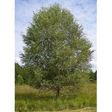 Σημύδα Δέντρο (Betula pubescens) | kipogeorgiki.live