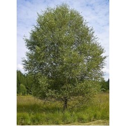 Σημύδα Δέντρο (Betula pubescens) | kipogeorgiki.live