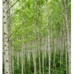 Σημύδα Δέντρο (Betula pubescens) | kipogeorgiki.live