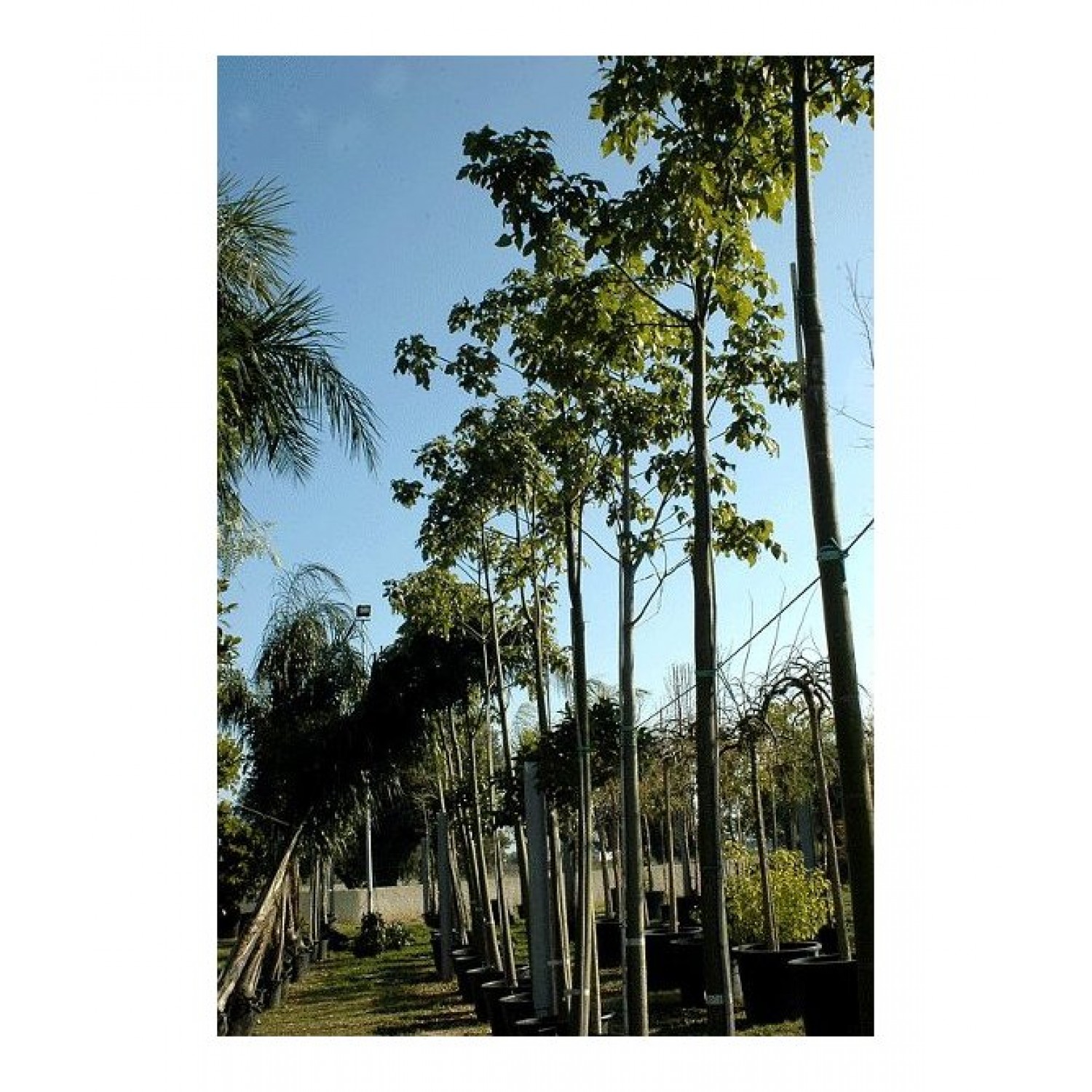 Bottle Tree (Brachychiton platanofila) | Evergreen Trees, Flowering Ornamental Trees Bottle Tree (Brachychiton platanofila) | kipogeorgiki.live
