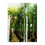 Bottle Tree (Brachychiton platanofila) | Evergreen Trees, Flowering Ornamental Trees Bottle Tree (Brachychiton platanofila) | kipogeorgiki.live