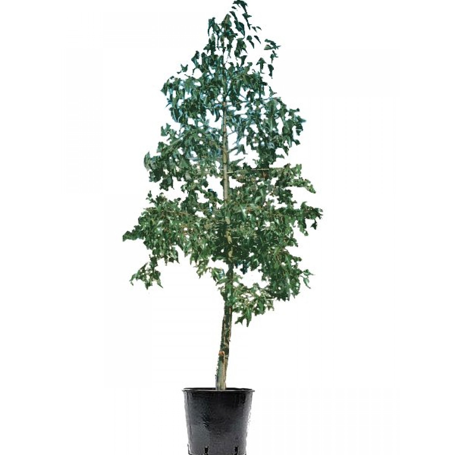 Kurrajong Tree (Brachychiton populneus) | Evergreen Trees, Flowering Ornamental Trees Kurrajong Tree (Brachychiton populneus) | kipogeorgiki.live