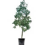 Kurrajong Tree (Brachychiton populneus) | Evergreen Trees, Flowering Ornamental Trees Kurrajong Tree (Brachychiton populneus) | kipogeorgiki.live