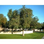 Kurrajong Tree (Brachychiton populneus) | Evergreen Trees, Flowering Ornamental Trees Kurrajong Tree (Brachychiton populneus) | kipogeorgiki.live