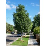 Kurrajong Tree (Brachychiton populneus) | Evergreen Trees, Flowering Ornamental Trees Kurrajong Tree (Brachychiton populneus) | kipogeorgiki.live