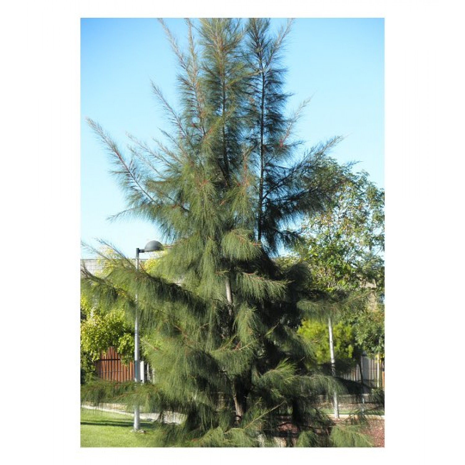 Australian Pine Tree (Casuarina equisetifolia) | Evergreen Trees, Flowering Ornamental Trees Australian Pine Tree (Casuarina equisetifolia) | kipogeorgiki.live