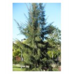 Australian Pine Tree (Casuarina equisetifolia) | Evergreen Trees, Flowering Ornamental Trees Australian Pine Tree (Casuarina equisetifolia) | kipogeorgiki.live