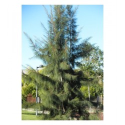 Australian Pine Tree (Casuarina equisetifolia) | kipogeorgiki.live