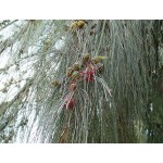 Australian Pine Tree (Casuarina equisetifolia) | Evergreen Trees, Flowering Ornamental Trees Australian Pine Tree (Casuarina equisetifolia) | kipogeorgiki.live