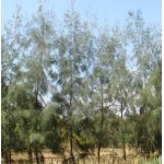 Australian Pine Tree (Casuarina equisetifolia) | Evergreen Trees, Flowering Ornamental Trees Australian Pine Tree (Casuarina equisetifolia) | kipogeorgiki.live