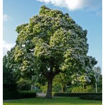 Κατάλπη Δέντρο (Catalpa bignonioides) Κατάλπη Δέντρο (Catalpa bignonioides) | Φυτά