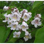 Κατάλπη Δέντρο (Catalpa bignonioides) Κατάλπη Δέντρο (Catalpa bignonioides) | Φυτά