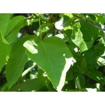 Κατάλπη Δέντρο (Catalpa bignonioides) Κατάλπη Δέντρο (Catalpa bignonioides) | Φυτά