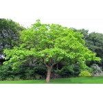 Κατάλπη Δέντρο (Catalpa bignonioides) Κατάλπη Δέντρο (Catalpa bignonioides) | Φυτά