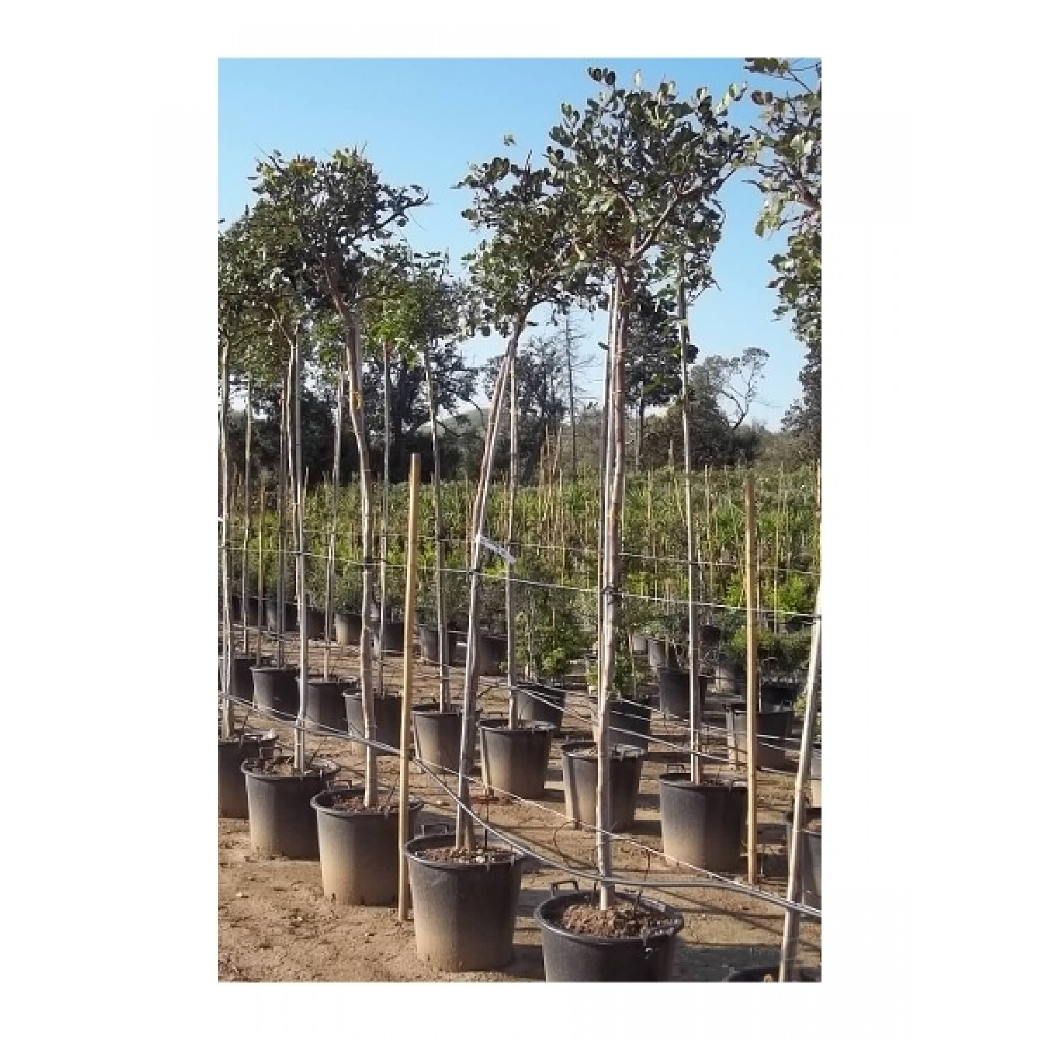 Carob Tree (Ceratonia siliqua) Carob Tree (Ceratonia siliqua) | kipogeorgiki.live