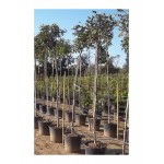 Carob Tree (Ceratonia siliqua) Carob Tree (Ceratonia siliqua) | kipogeorgiki.live