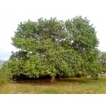 Carob Tree (Ceratonia siliqua) Carob Tree (Ceratonia siliqua) | kipogeorgiki.live