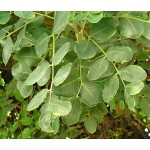 Carob Tree (Ceratonia siliqua) Carob Tree (Ceratonia siliqua) | kipogeorgiki.live