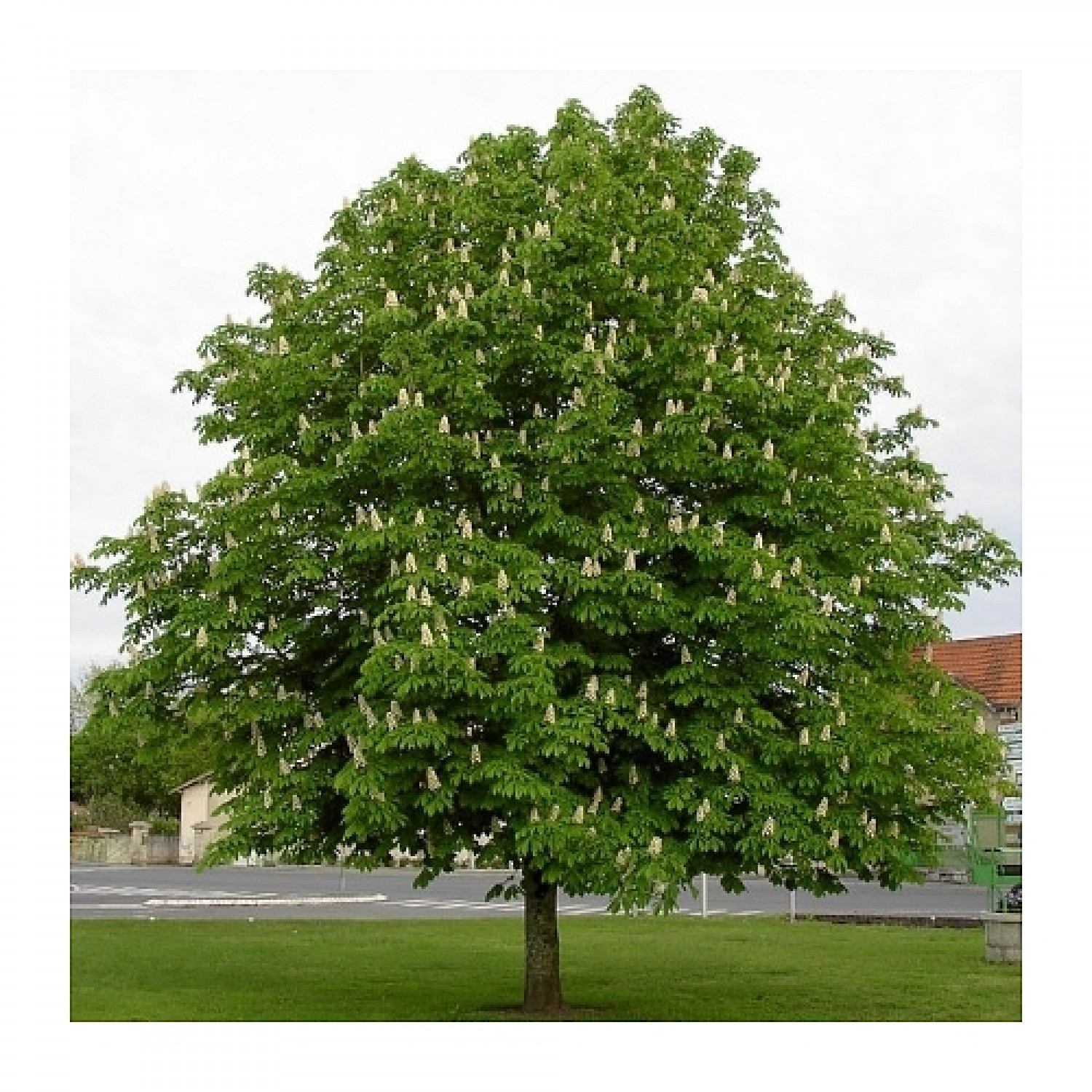 Ιπποκαστανιά Δέντρο (Aesculus hippocastanum) Ιπποκαστανιά Δέντρο (Aesculus hippocastanum) |kipogeorgiki.live