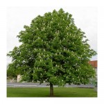 Ιπποκαστανιά Δέντρο (Aesculus hippocastanum) Ιπποκαστανιά Δέντρο (Aesculus hippocastanum) |kipogeorgiki.live