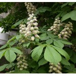 Ιπποκαστανιά Δέντρο (Aesculus hippocastanum) Ιπποκαστανιά Δέντρο (Aesculus hippocastanum) |kipogeorgiki.live
