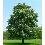 Ιπποκαστανιά Δέντρο (Aesculus hippocastanum) Ιπποκαστανιά Δέντρο (Aesculus hippocastanum) |kipogeorgiki.live