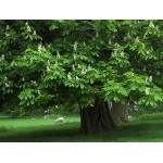 Ιπποκαστανιά Δέντρο (Aesculus hippocastanum) Ιπποκαστανιά Δέντρο (Aesculus hippocastanum) |kipogeorgiki.live