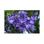 Γιακαράντα Δέντρο (Jacaranda mimosifolia) | Δέντρα Γρήγορης Ανάπτυξης Γιακαράντα Δέντρο (Jacaranda mimosifolia) |kipogeorgiki.live