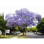 Γιακαράντα Δέντρο (Jacaranda mimosifolia) | Δέντρα Γρήγορης Ανάπτυξης Γιακαράντα Δέντρο (Jacaranda mimosifolia) |kipogeorgiki.live