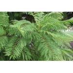 Γιακαράντα Δέντρο (Jacaranda mimosifolia) | Δέντρα Γρήγορης Ανάπτυξης Γιακαράντα Δέντρο (Jacaranda mimosifolia) |kipogeorgiki.live