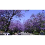 Γιακαράντα Δέντρο (Jacaranda mimosifolia) | Δέντρα Γρήγορης Ανάπτυξης Γιακαράντα Δέντρο (Jacaranda mimosifolia) |kipogeorgiki.live