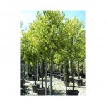 Καμφορά Δέντρο (Cinnamomum camphora) | Αειθαλή Δέντρα Σκιάς Καμφορά Δεντρο (Cinnamomum camphora) | kipogeorgiki.live