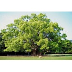 Καμφορά Δέντρο (Cinnamomum camphora) | Αειθαλή Δέντρα Σκιάς Καμφορά Δεντρο (Cinnamomum camphora) | kipogeorgiki.live