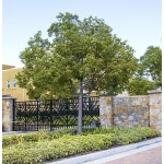 Καμφορά Δέντρο (Cinnamomum camphora) | Αειθαλή Δέντρα Σκιάς Καμφορά Δεντρο (Cinnamomum camphora) | kipogeorgiki.live