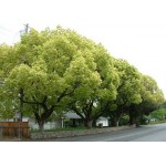 Καμφορά Δέντρο (Cinnamomum camphora) | Αειθαλή Δέντρα Σκιάς Καμφορά Δεντρο (Cinnamomum camphora) | kipogeorgiki.live