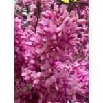 Judas Tree (Cercis siliquastrum) | Deciduous Trees Judas Tree (Cercis siliquastrum) | kipogeorgiki.live