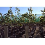 Judas Tree (Cercis siliquastrum) | Deciduous Trees Judas Tree (Cercis siliquastrum) | kipogeorgiki.live