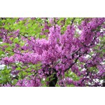 Judas Tree (Cercis siliquastrum) | Deciduous Trees Judas Tree (Cercis siliquastrum) | kipogeorgiki.live