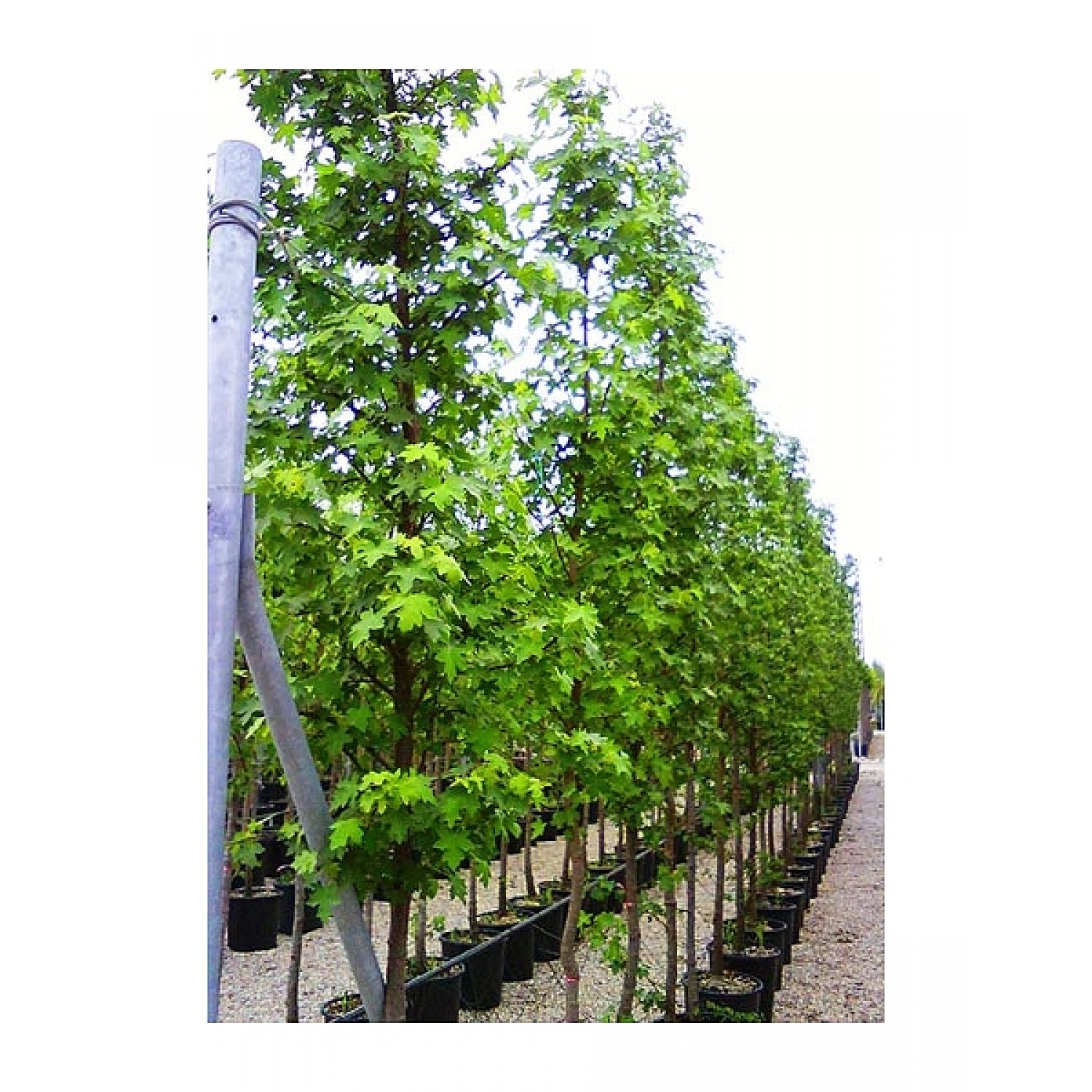 American Sweetgum Tree (Liquidambar styraciflua) American Sweetgum Tree (Liquidambar styraciflua) | kipogeorgiki.live
