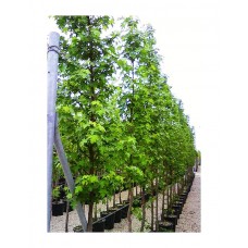 Λικιδάμβαρη Δέντρο (Liquidambar styraciflua) | kipogeorgiki.live