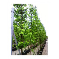Λικιδάμβαρη Δέντρο (Liquidambar styraciflua) | kipogeorgiki.live