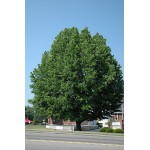 American Sweetgum Tree (Liquidambar styraciflua) American Sweetgum Tree (Liquidambar styraciflua) | kipogeorgiki.live
