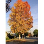 American Sweetgum Tree (Liquidambar styraciflua) American Sweetgum Tree (Liquidambar styraciflua) | kipogeorgiki.live