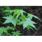 American Sweetgum Tree (Liquidambar styraciflua) American Sweetgum Tree (Liquidambar styraciflua) | kipogeorgiki.live