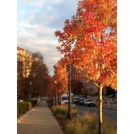 American Sweetgum Tree (Liquidambar styraciflua) American Sweetgum Tree (Liquidambar styraciflua) | kipogeorgiki.live