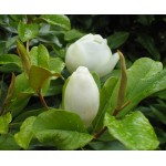 Μανόλια Μεγανθής Δέντρο (Magnolia grandiflora) Μανόλια ή Μαγνόλια - Αειθαλή Μεγανθής Δέντρο (Magnolia grandiflora) |kipogeorgiki.live