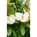 Μανόλια Μεγανθής Δέντρο (Magnolia grandiflora) Μανόλια ή Μαγνόλια - Αειθαλή Μεγανθής Δέντρο (Magnolia grandiflora) |kipogeorgiki.live