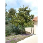 Μανόλια Μεγανθής Δέντρο (Magnolia grandiflora) Μανόλια ή Μαγνόλια - Αειθαλής Μεγανθής Κορμός Δέντρο (Magnolia grandiflora) | Κηπογεωργική