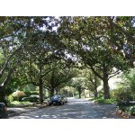 Μανόλια Μεγανθής Δέντρο (Magnolia grandiflora) Μανόλια ή Μαγνόλια - Αειθαλής Μεγανθής Κορμός Δέντρο (Magnolia grandiflora) | Κηπογεωργική
