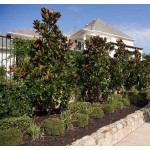 Μανόλια Μεγανθής Δέντρο (Magnolia grandiflora) Μανόλια ή Μαγνόλια - Αειθαλή Μεγανθής Δέντρο (Magnolia grandiflora) |kipogeorgiki.live